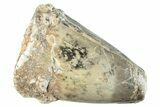 Dinosaur-Eating Crocodile (Sarcosuchus) Tooth #282067-1